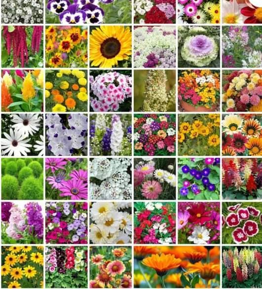 40 Varieties of Flower Seeds